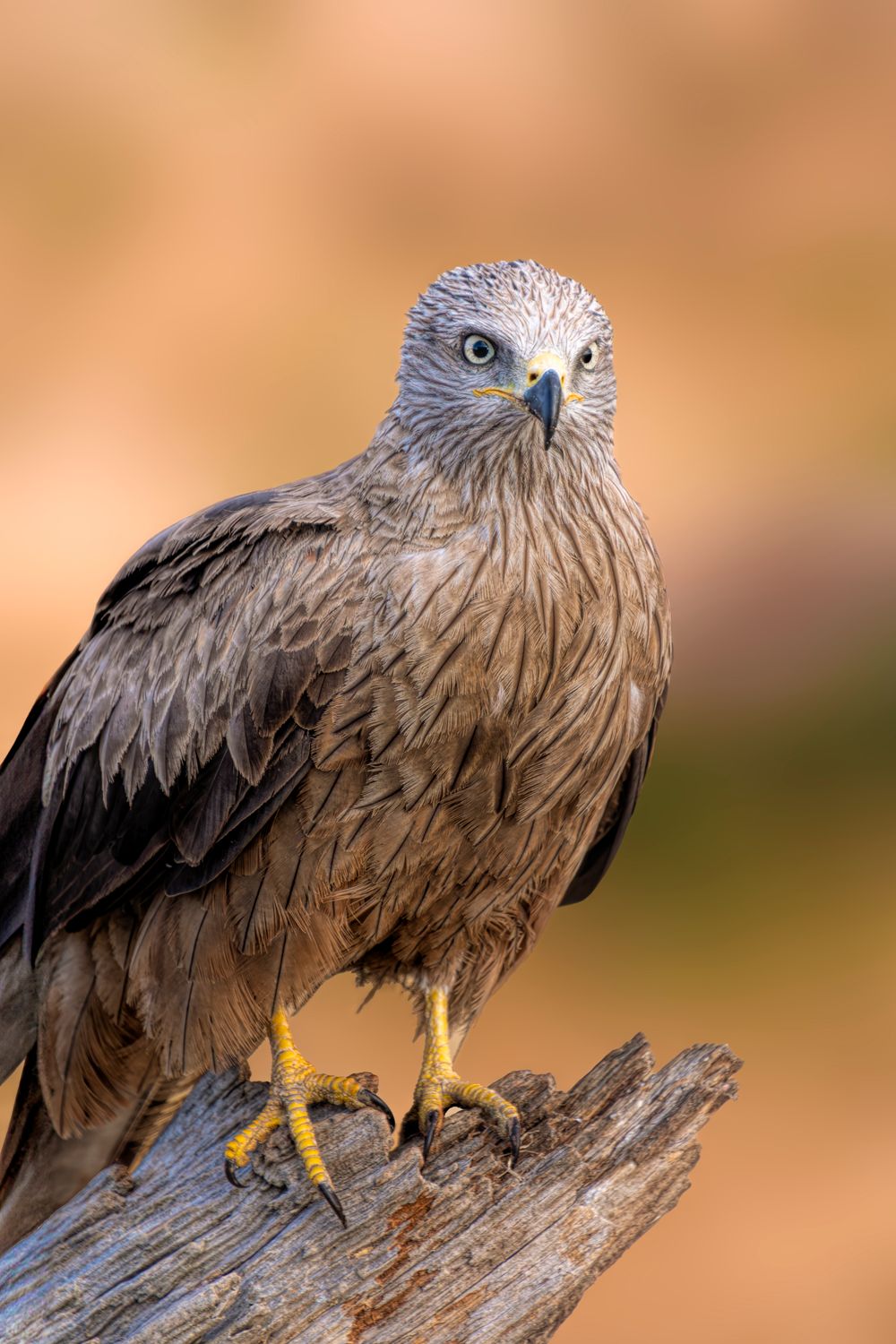 Observateur à la longue-vue, à bonne distance des oiseaux